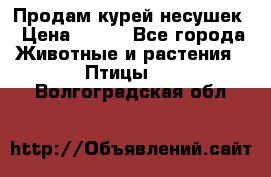 Продам курей несушек › Цена ­ 350 - Все города Животные и растения » Птицы   . Волгоградская обл.